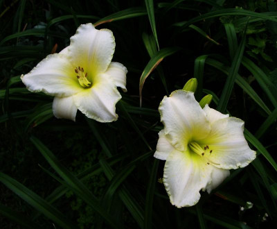 White Rose Memorial_Schatten.jpg