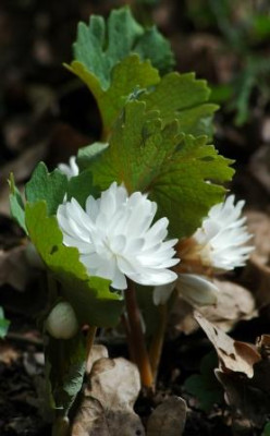 Sanguinaria_canadensis_Multiplex_klein.jpg