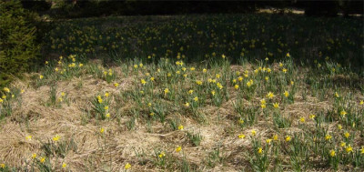 Narzisenwiese1.jpg