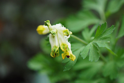 Cor-nobilis-Apr2808.jpg