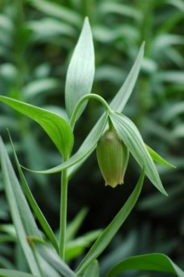 Fritillaria_meleagroides_Knospe_klein.jpg