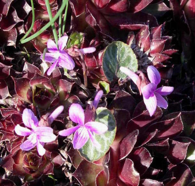 _Viola_koreana_2008-04-28.JPG