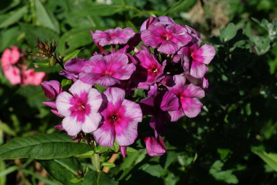 DSCF6762.JPG