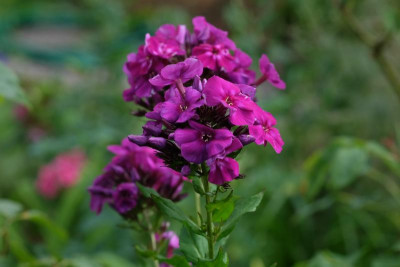 DSCF6747.JPG