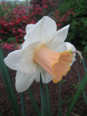 Narcissus_Salome_9896.jpg