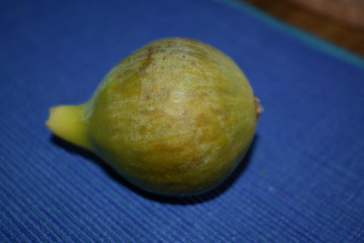 Steinobst 22 010.JPG