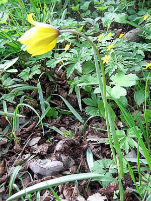 T._sylvestris_93131.jpg