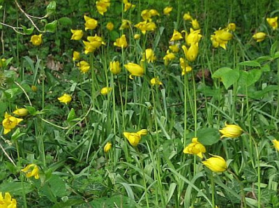 T._sylvestris_b.jpg