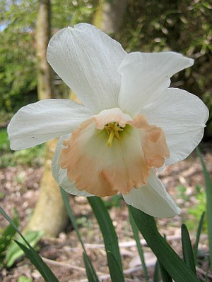 Narzisse_rosa_Kronchen_92181.jpg