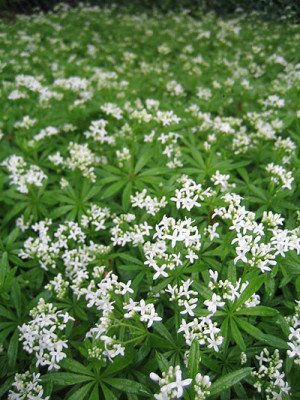 Galium_odoratum_9885.jpg