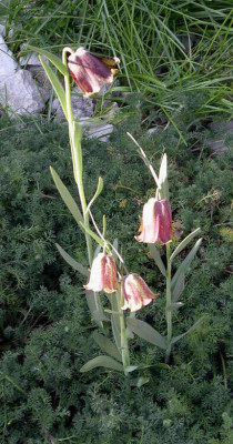Fritillaria_pyrenaica_Old_Gold_2008-04-28.JPG