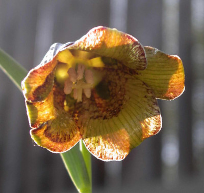 Fritillaria_pyrenaica_Old_Gold_2008-04-28_01.JPG