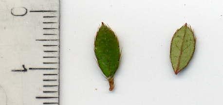 Rhododendron_nakaharai_Marikko_Blatter.jpg