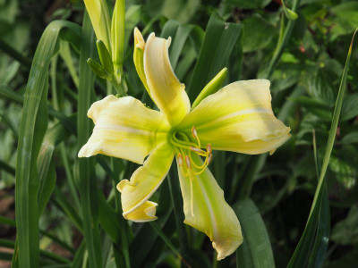 Spider Miracle 1986 Hendricks P7030007.JPG