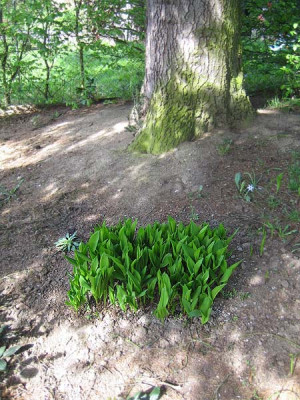 maigloeckchen_9860.jpg