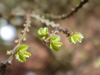 Ulmus_davidsonii_Pygmaea_1.JPG