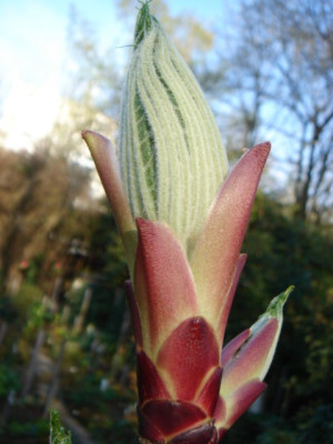 Kalopanax_septemlobus_var._maximowicii_1_.JPG
