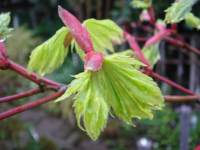 Acer_shirasawanum_Aureum_1.JPG