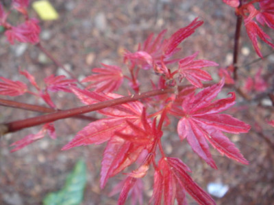 Acer_palmatum_Beni_Maiko_1.JPG