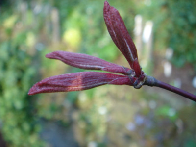 Acer_palmatum_Osakazuki__B2.JPG