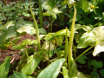 Arum_italicum_Bakovci_.JPG