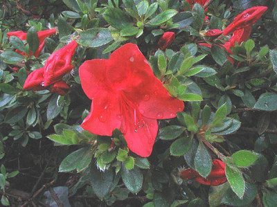 Rhododendron_nakaharae_2_fars_2007.jpg