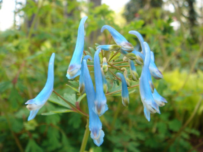 Corydalis_flexuosa_Blue_Panda.JPG