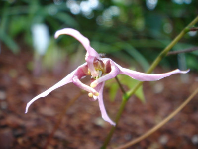 Epimedium_fargesii.JPG