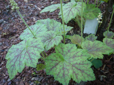 Tiarella_Nymphenburg.JPG