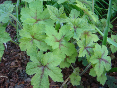 Tiarella_Laird_of_Skye.JPG