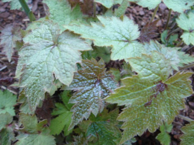 Tiarella_Eco_Splotched_Velvet.JPG