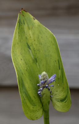 DSC_5854_DxO.jpg