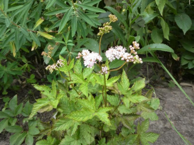 Filipendula palmata no 2.JPG