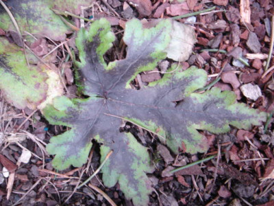 Tiarella_Neon_Lights_Blatt.JPG