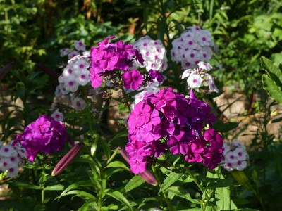 2022-07-15 Phlox 'Düsterlohe' 1.jpg