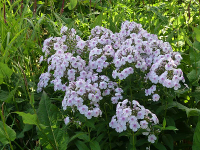 2022-07-15 Phlox 2.jpg