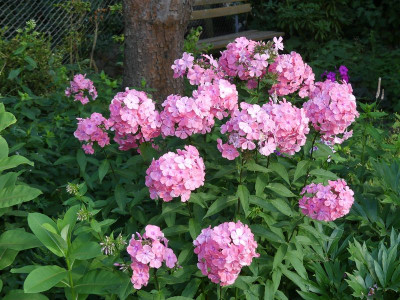 2022-07-15 Phlox 'Bornimer Nachsommer' 1.jpg
