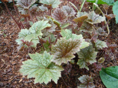 Tiarella_Tigerstripe.JPG