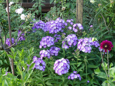 2022-07-15 Phlox 'Fiosin' 1.jpg