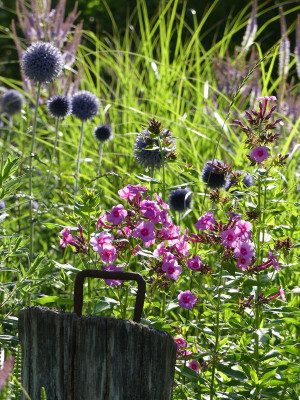 2022-07-15 Gartenimpressionen 2.jpg