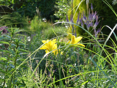 2022-07-15 Gartenimpressionen 3.jpg