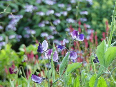 2022-07-15 Gartenimpressionen 4.jpg