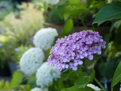 2022-07-15 Gartenimpressionen 5.jpg