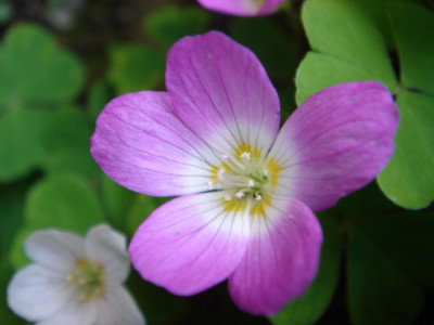 Oxalis_acetosella_Pink_Form.JPG