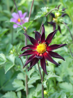 2022-07-15 Dahlia 1.jpg