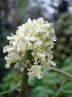 Actaea_erythrocarpa.JPG