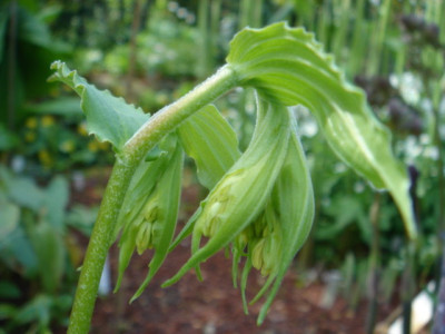 Disporum_hookeri_1.JPG