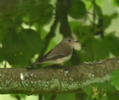 Vogerl_220716_1.jpg
