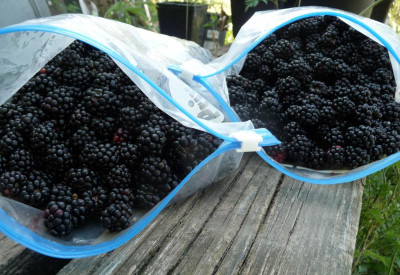 Brombeeren2.jpg