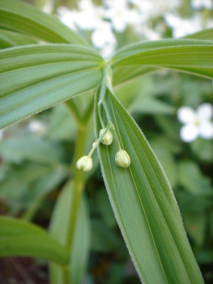 Smilacina_stellata_1.JPG